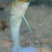 jawfish_yellowhead_bcf_nwp_v_0078_tci0102.jpg